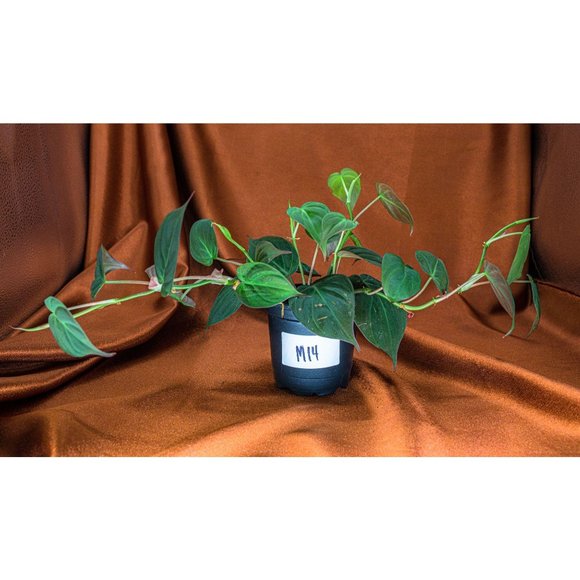 Philodendron Micans 4" US Seller Potted RARE Philo - Picture 1 of 1